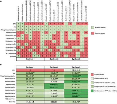 Promotion of the growth and yield of Zea mays by synthetic microbial communities from Jala maize